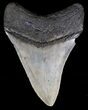Nice Venice Beach Megalodon Tooth #18314-2